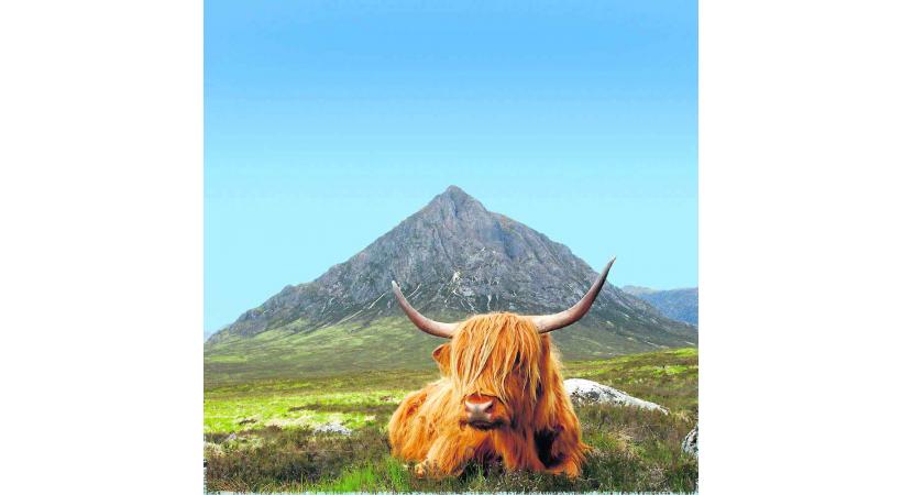 Craquante la vache Highland Cattle.