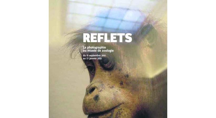 Reflets - Musée cantonal de Zoologie du Palais de Rumine.