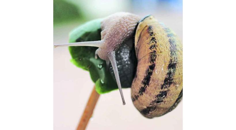 ESCARGOTS