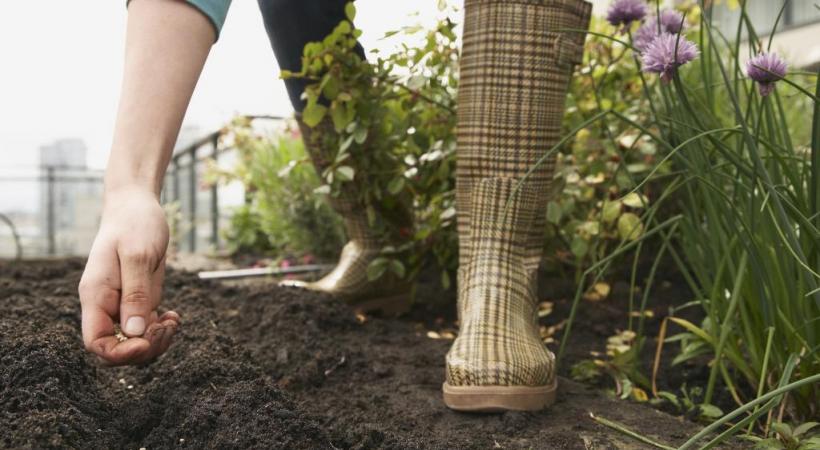 Au potager, il faut étaler les semis pour profiter de récoltes régulières sur le long terme. ISTOCK