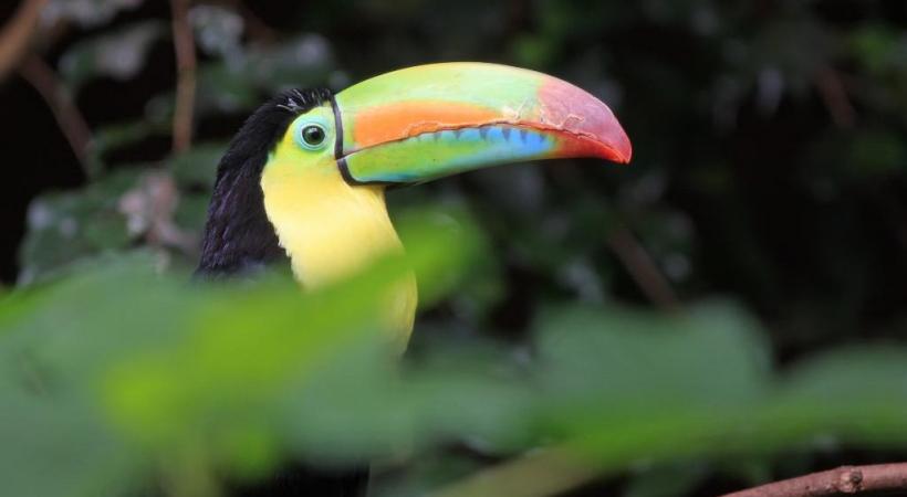 Voilière tropicale