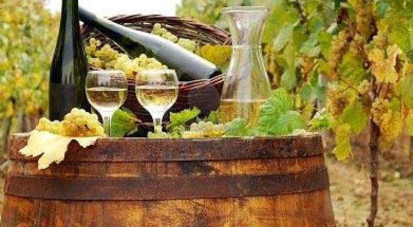 Saint-François - Les vignerons s’installent