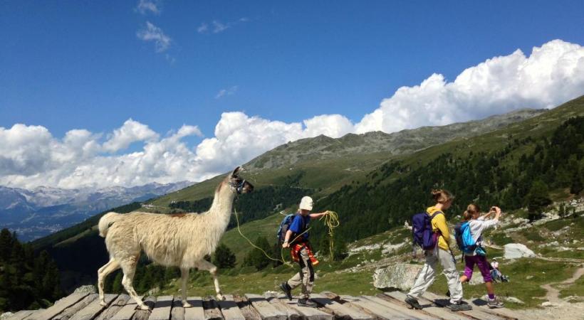 En compagnie des lamas