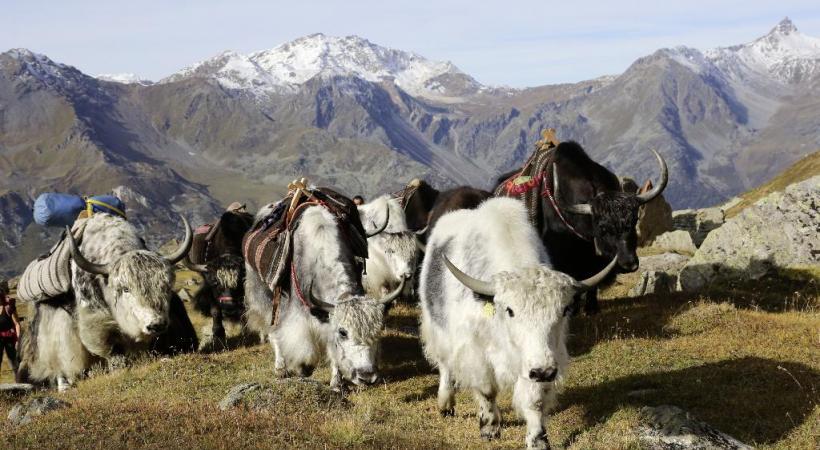  Yak shu lo ché