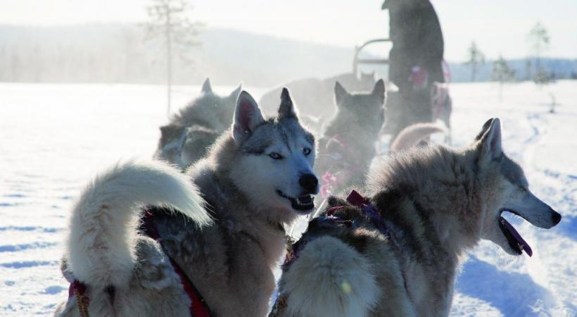  Quelques minutes suffisent pour s’initier à la motoneige. Une expérience unique: l’observation des aurores boréales. Les huskies, incontournables compagnons d’aventure.
