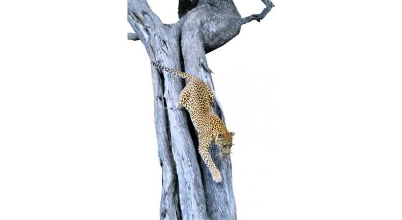  Un félin dans la réserve de Moremi.