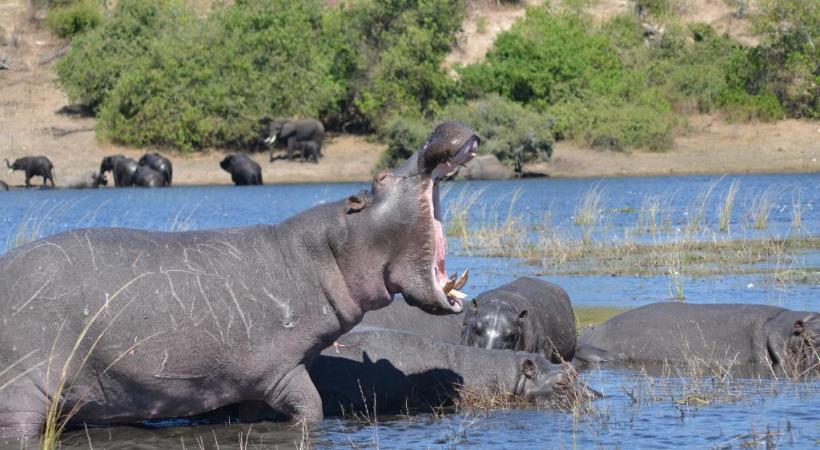  Les « hippos » sont les maîtres des eaux. DR