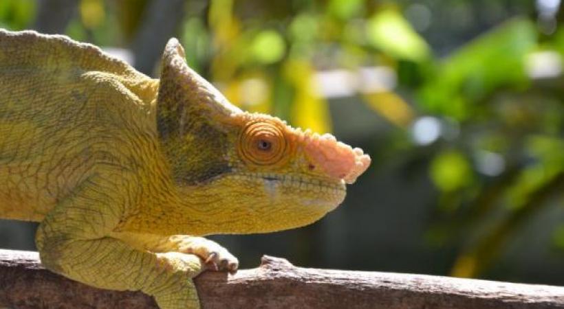  Madagascar abrite plus du tiers des caméléons de la planète, dont le plus petit (25 mm de longueur) et le plus grand (caméléon de Parson. Alain Bossu)