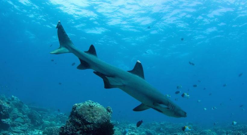  Une rencontre impressionnante aux Maldives.