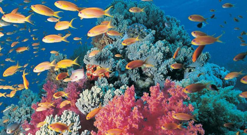  Les fonds de la Mer Rouge sont connus pour leurs couleurs.