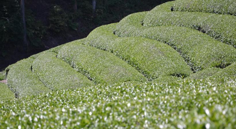 Le Pavillon d’Or, site incontournable de Kyoto. Osaka la nuit. Les plantations de thé près de Wazuka. 