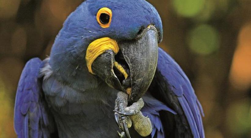 Cette année, un tout nouvel espace est dédié aux colibris. DR Les oiseaux-mouches doivent s’alimenter entre 5 et 8 fois par heure. DR Le Parc des oiseaux présente une concentration unique d’oiseaux du monde entier. DR 