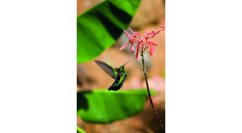 Cette année, un tout nouvel espace est dédié aux colibris. DR Les oiseaux-mouches doivent s’alimenter entre 5 et 8 fois par heure. DR Le Parc des oiseaux présente une concentration unique d’oiseaux du monde entier. DR 