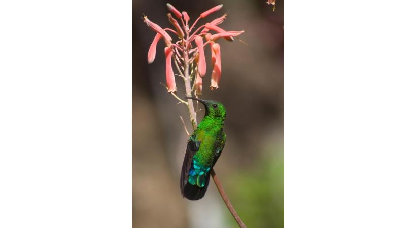Cette année, un tout nouvel espace est dédié aux colibris. DR Les oiseaux-mouches doivent s’alimenter entre 5 et 8 fois par heure. DR Le Parc des oiseaux présente une concentration unique d’oiseaux du monde entier. DR 