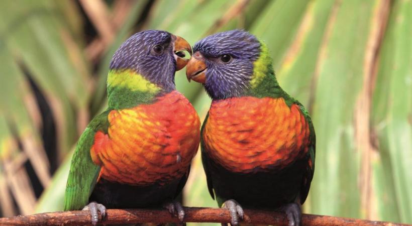 Cette année, un tout nouvel espace est dédié aux colibris. DR Les oiseaux-mouches doivent s’alimenter entre 5 et 8 fois par heure. DR Le Parc des oiseaux présente une concentration unique d’oiseaux du monde entier. DR 