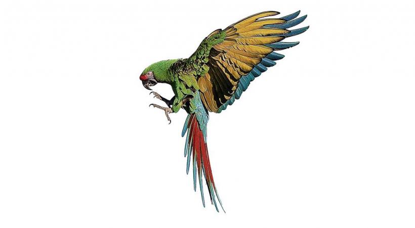 Cette année, un tout nouvel espace est dédié aux colibris. DR Les oiseaux-mouches doivent s’alimenter entre 5 et 8 fois par heure. DR Le Parc des oiseaux présente une concentration unique d’oiseaux du monde entier. DR 