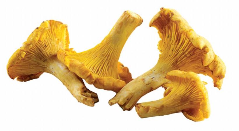  Poêlée de chanterelles aux gambas et palourdes. DR