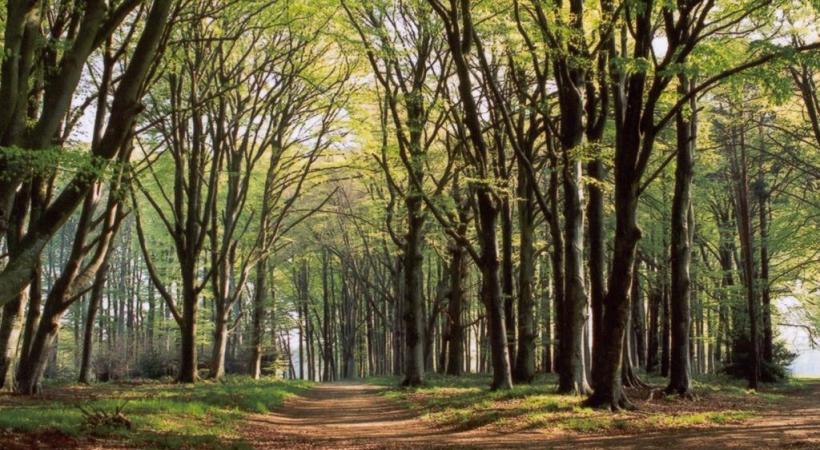  Auprès de mes arbres
