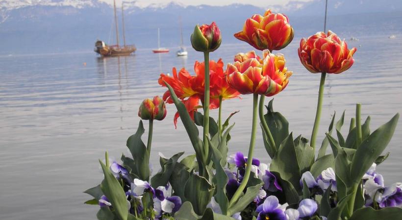  Le lac, un allié pour le développement durable? A Morges on y croit. dr