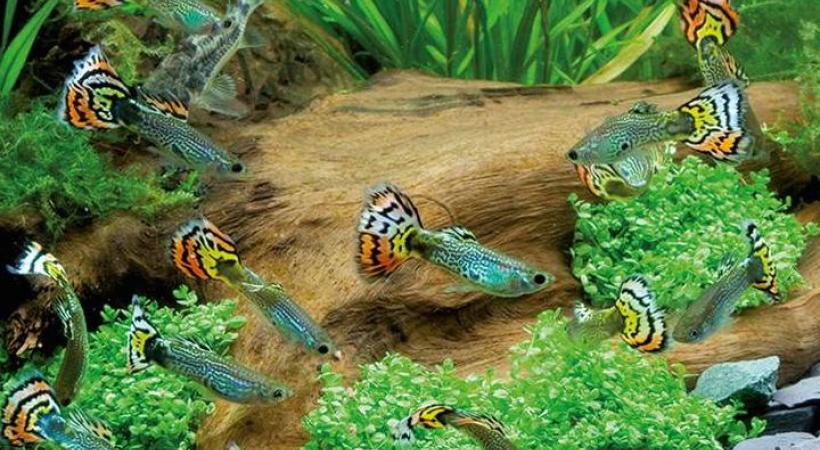  CPO - Aquariophilie