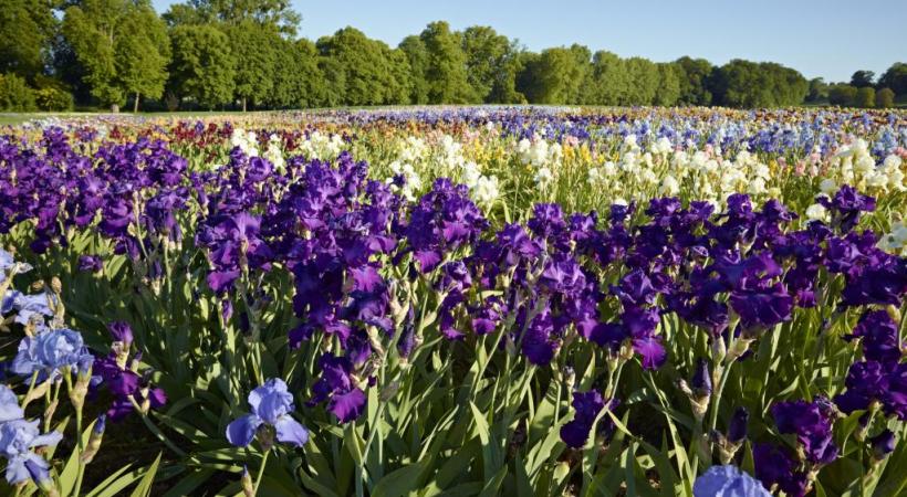  Des Floralies pour fêter de printemps