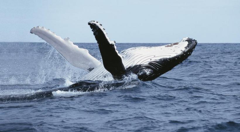 L'envergure de l’albatros hurleur peut atteindre jusqu'à 3,5 mètres.