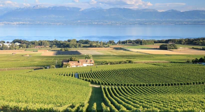  Situation satisfaisante pour les petits vignerons de la région. dr