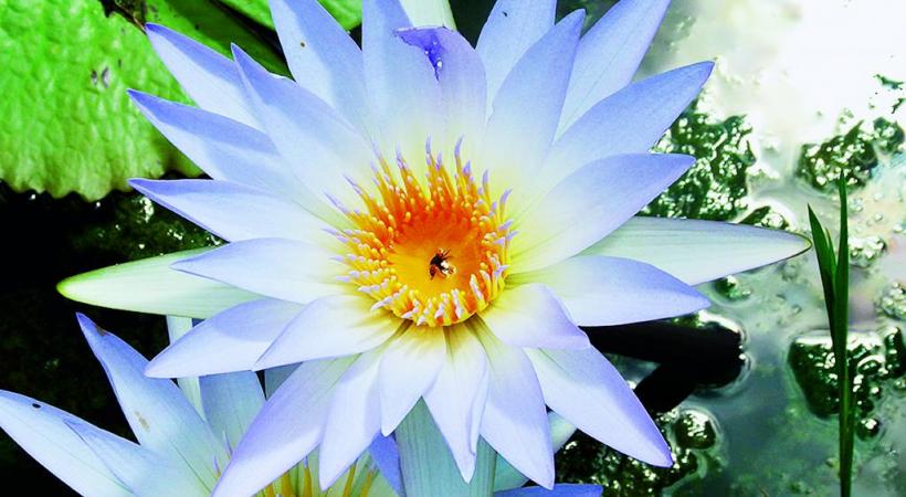 Sous le signe des jardins Pharaons