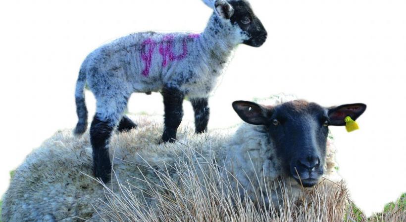Le fameux Wild Atlantic Way, la côte sauvage de l’ouest irlandais, s’étend sur 2500 kilomètres. Pub à Dingle. L’Irlande compte 3,5 millions de moutons… pour 4,6 millions d’habitants. 