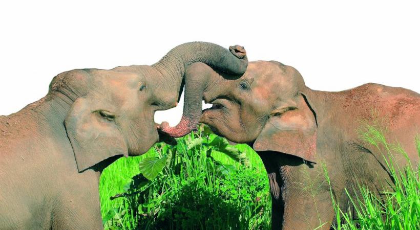  Eléphants dans le Parc national de Minneriya. ALAIN BOSSU 
