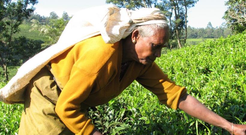  Récolte du thé à Nuwara Eliya. ALAIN BOSSU