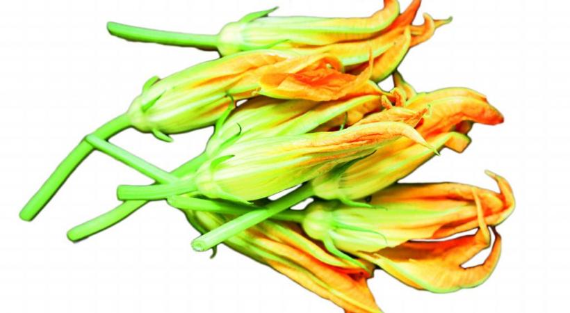 Fleurs de courgettes 