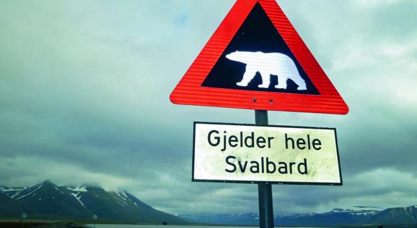 L’ours polaire peut constituer un danger même à Longyearbyen.