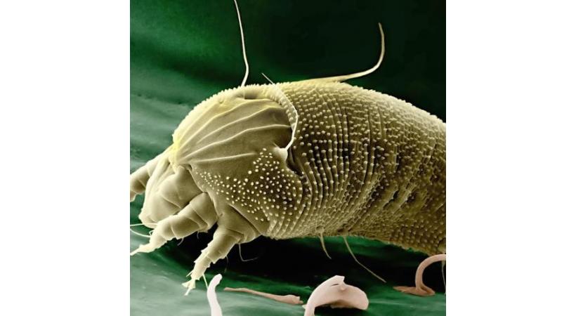  Parasites!