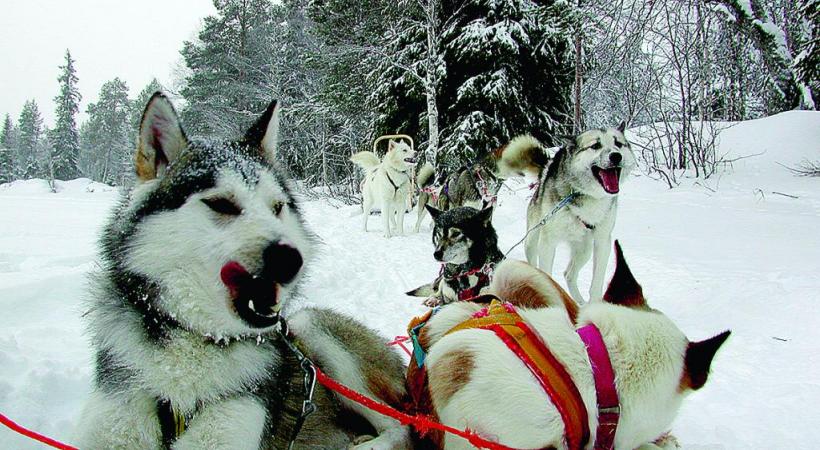 Une saison où la lumière s’avère particulièrement photogénique. VADIM PETRAKOV Découvrir la pêche en haute saison. CARDAF Superbe édifice éphémère à Kemi. BP Excitation des huskies avant le safari polaire. BP Magie de l’archipel des Lofoten en hiver.  La période de Noël ajoute sa touche de féerie. BP Pourtant active en hiver, Tromsø semble figée sous la neige. DR Magie de l’archipel des Lofoten en hiver. V. BELOV L’archipel des Lofoten. Félix Lipov SARA WINTER 