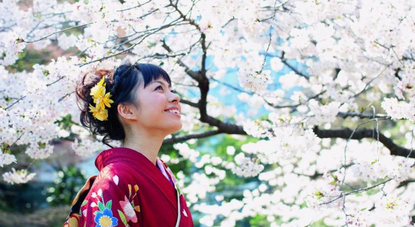 Sakura ohanami ou la contemplation des fleurs de cerisiers. HISTOIRE & VOYAGES 