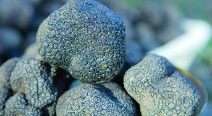 La fameuse truffe noire Tuber melanosporum. L.PASCALE-LADRôMETOURISME
