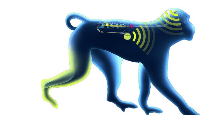  Une interface conçue à l’EPFL  a permis à un primate de se mouvoir à nouveau. DR