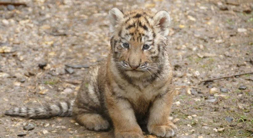 trois bébés tigres qui ont fait le buzz sur la page Facebook de la Citadelle. VILLE DE BESANçON 