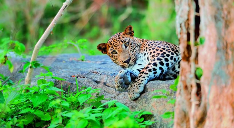 Vous aurez peut-être la chance d’apercevoir un léopard au parc national de Wilpattu.  