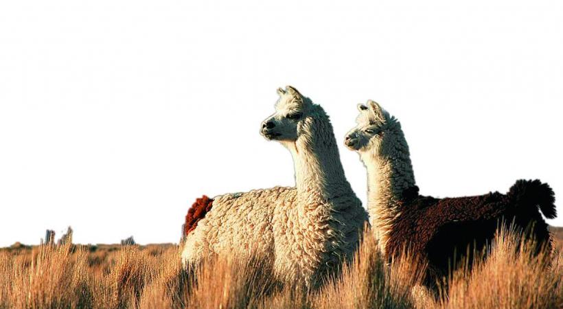 Lama de Bolivie. dr