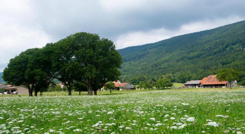  Le canton de Vaud offre une biodiversité botanique remarquable. dr