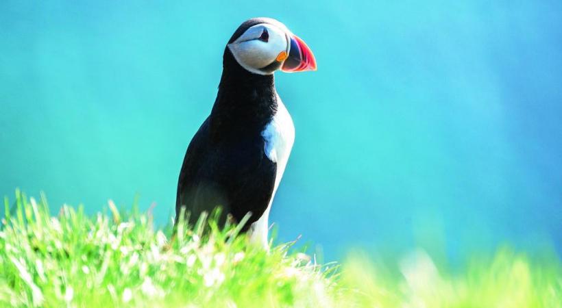 Le macareux moine, un oiseau marin que l’on trouve en Islande et dans les îles Lofoten, en Norvège.