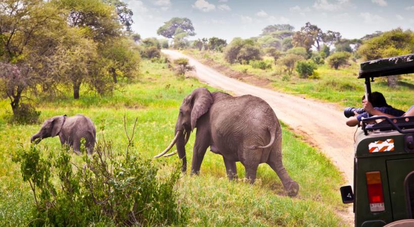 Approcher au plus près les éléphants. ALEKSANDAR TODOROVIC 