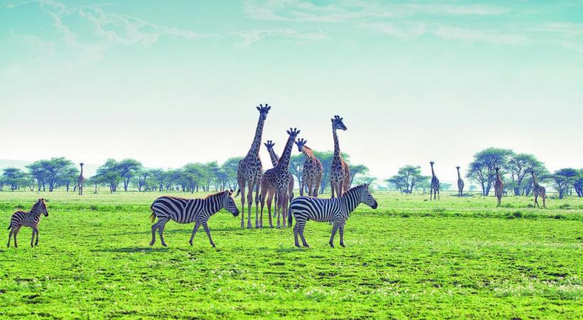 Immergé ou presque dans la nature sauvage. CROISIEUROPE 