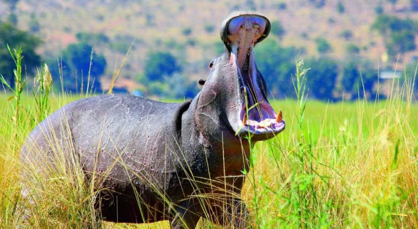 Sur les rives de la rivière Chobé, l’hippopotame a manifestement voix au chapitre! CROISIEUROPE 