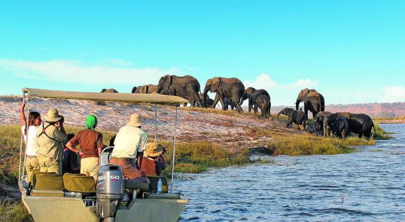 Approcher au plus près les éléphants. ALEKSANDAR TODOROVIC 