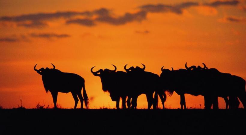 Un coucher de soleil tout droit sorti d'une carte postale. KENY TOURIST BOARD