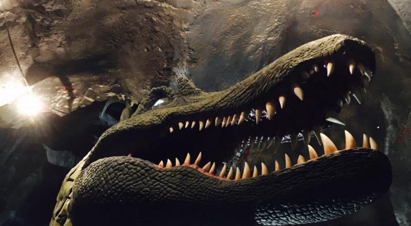  Le spinosaure sera l’une des stars incontestées des lieux. kottelat Parmi les espèces actuellement en quarantaine, les piranhas. kottelat