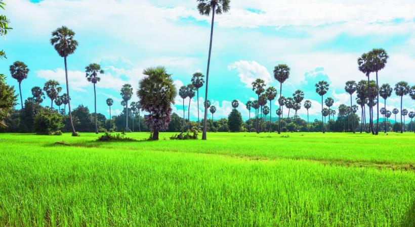 Paysage typique de la campagne cambodgienne.  